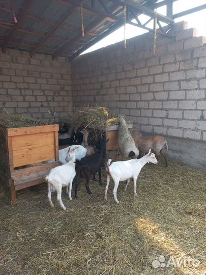 Козы,овцы