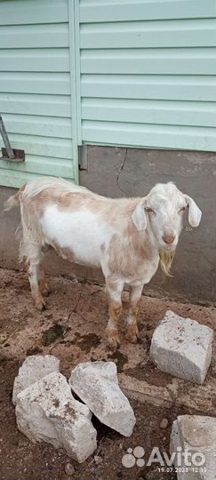 Продам козу дойную