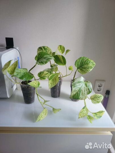 Сциндапсус марбл квин