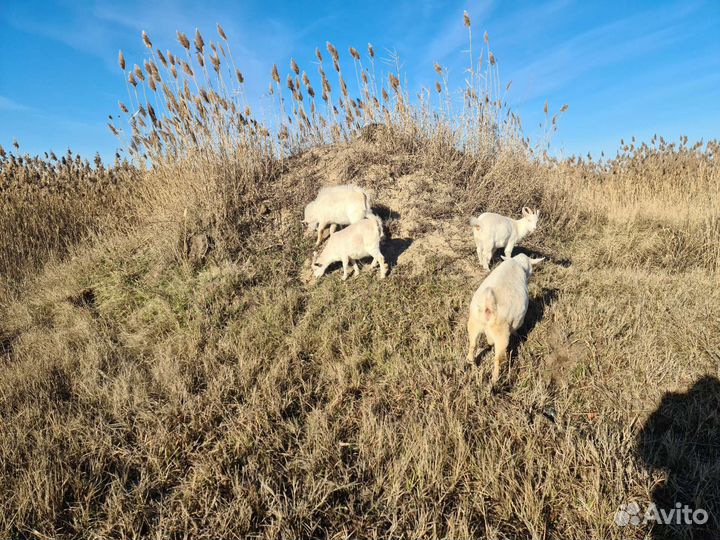 Козы козлята козлы