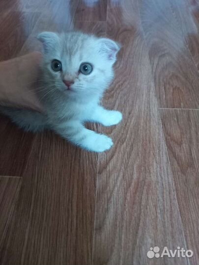 Котёнок девочка породистая