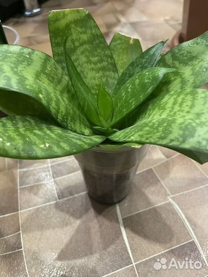 Сансевиерия