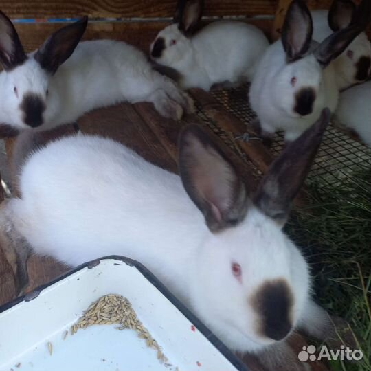 Разных пород