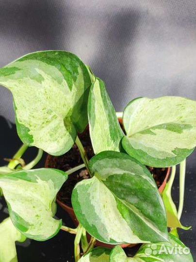 Эпипремнум Marble Apple (Happy leaf, Manjula)