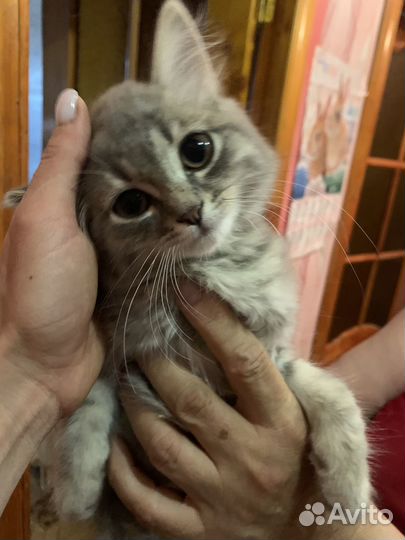Кошечка в добрые руки