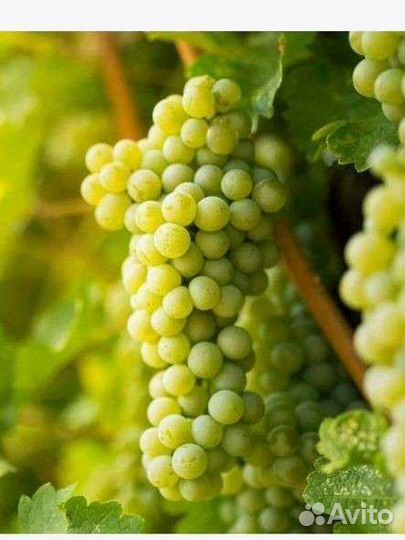 Виноград белый (для вина)