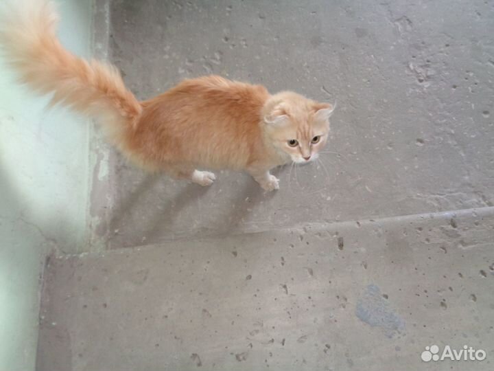 Молодая красивая кошечка ищет дом