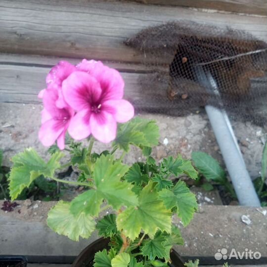 Пеларгонии