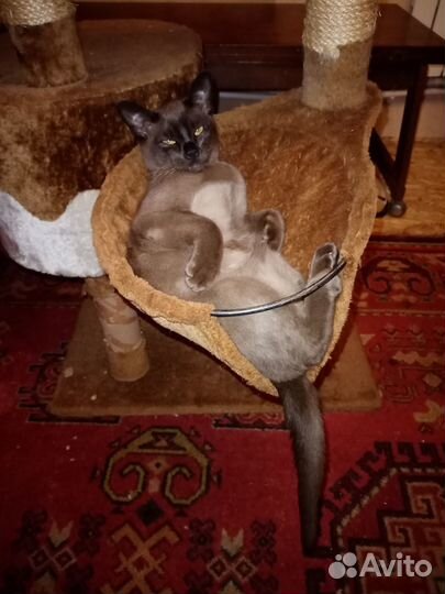 Котята европейской бурмы
