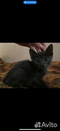 Котята отдам в добрые руки бесплатно
