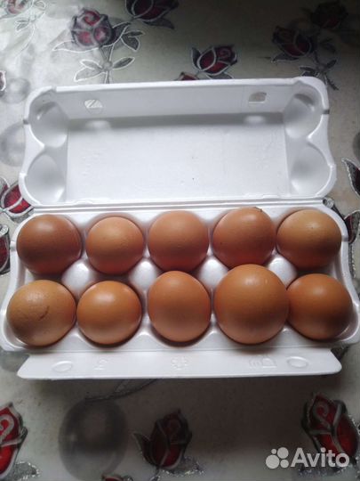 Домашние куриные яйца