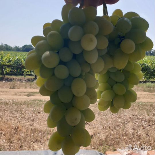 Виноград