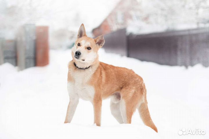 Лайка в добрые руки