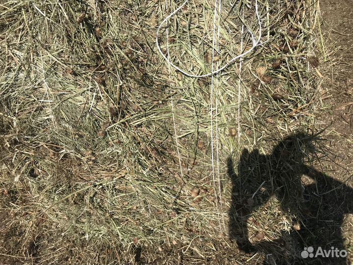 Сено с доставкой