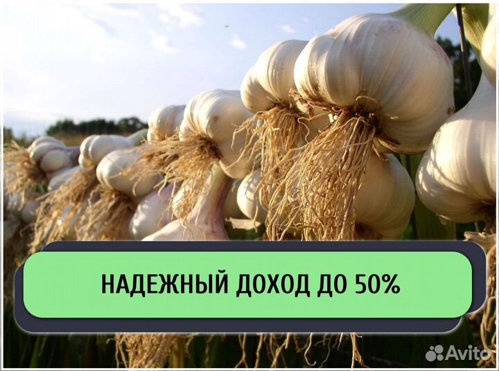 Ищу инвестора в с/х. Доход до 50%