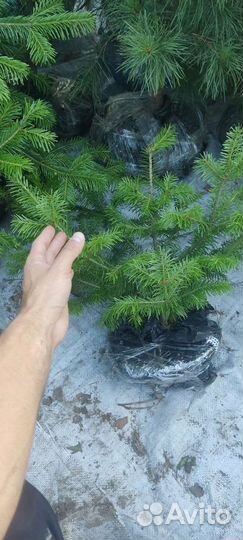 Пихта сибирская Хвойные деревья