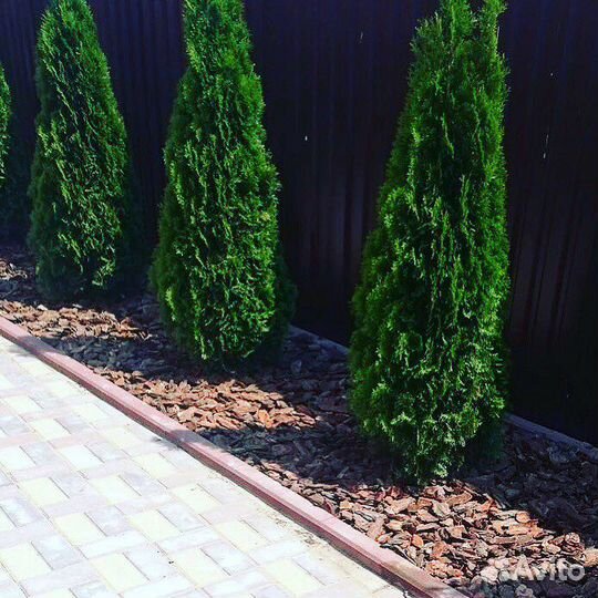 Кора сосны мульча