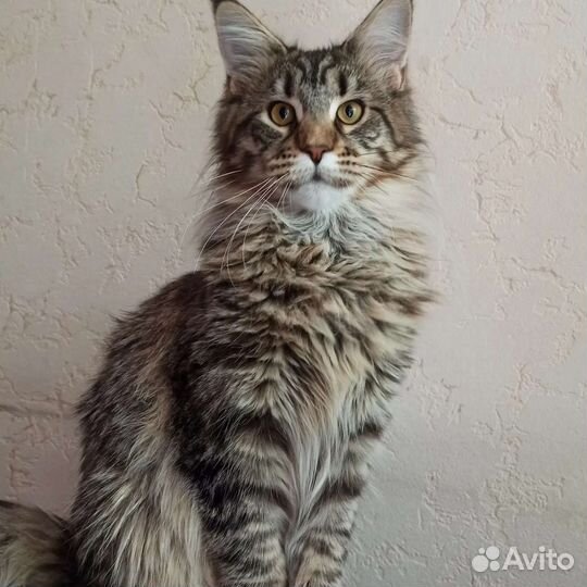 Котята мейн-кун