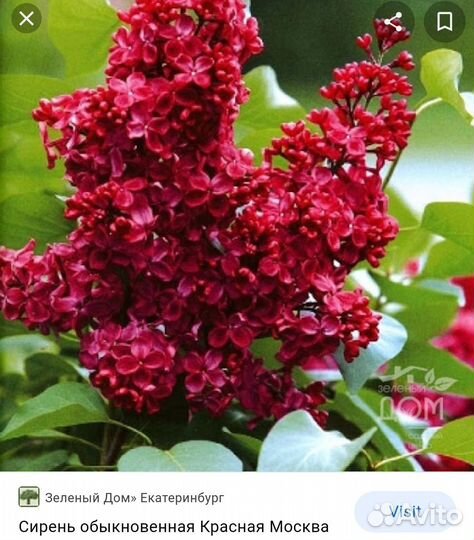 Саженцы плодовых деревьев