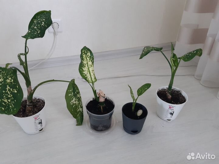 Комнатные растения