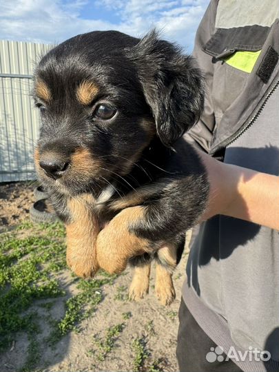 Той-терьер щенок девочка