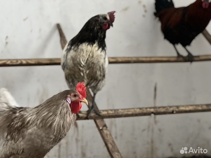 Молодые петухи