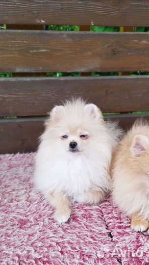 Померанский шпиц мальчик мини