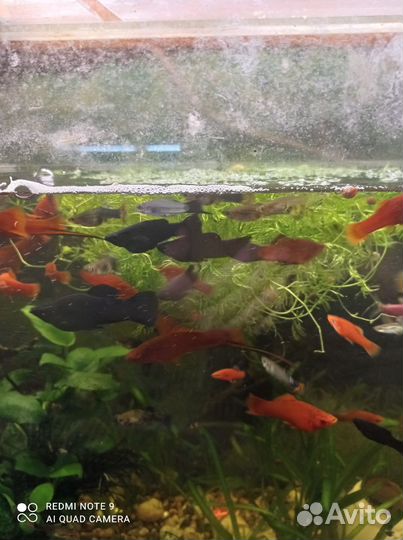 Аквариумные рыбки сомики, гуппи, меченосцы