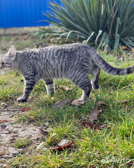 Отдам в добрые руки