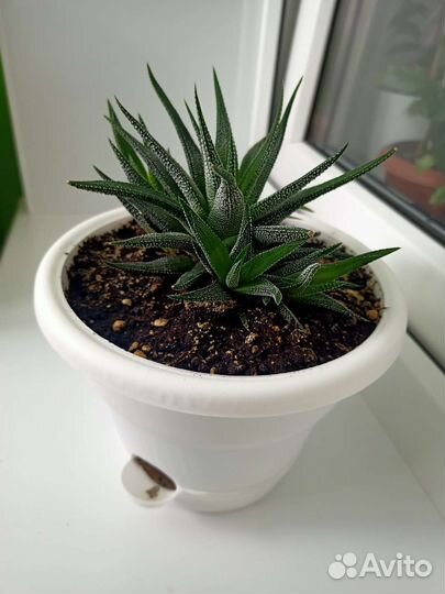 Продам цветы комнатные