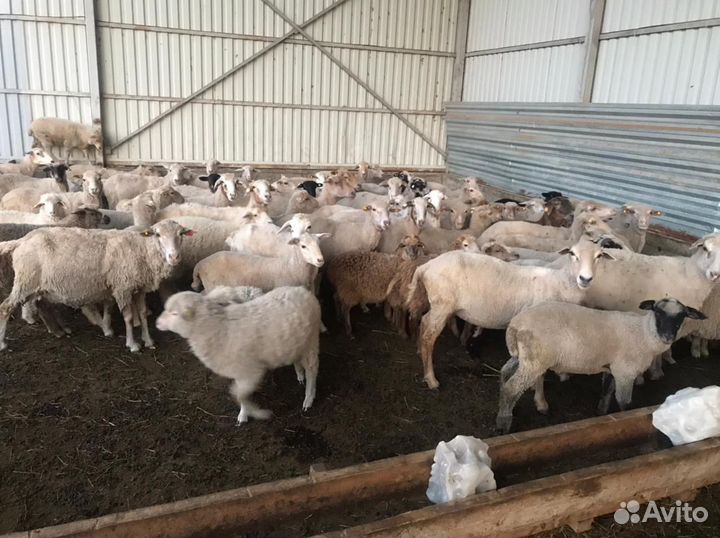 Продаю овцы и бараны