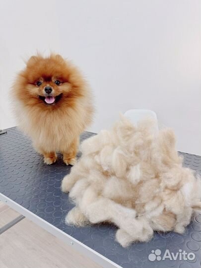 Груминг для собак и кошек