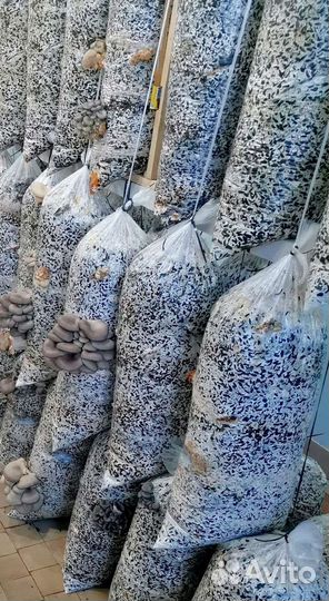 Отработанные грибные блоки на удобрение