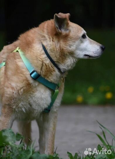 Собака в добрые руки. Тося