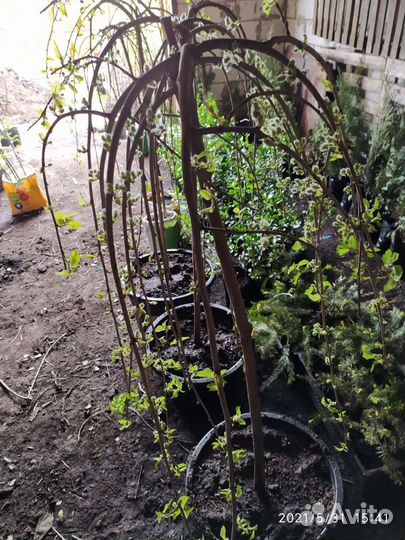 Шелковица на штамбе Тутовник