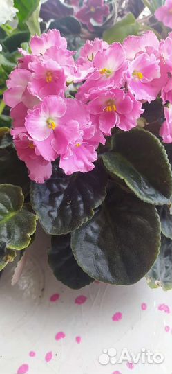 Фиалки. Спатифиллум и алоэ столетник