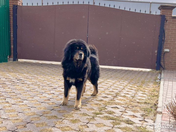 Вязка тибетский мастиф