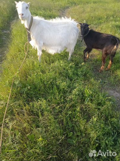 Коза нубийская