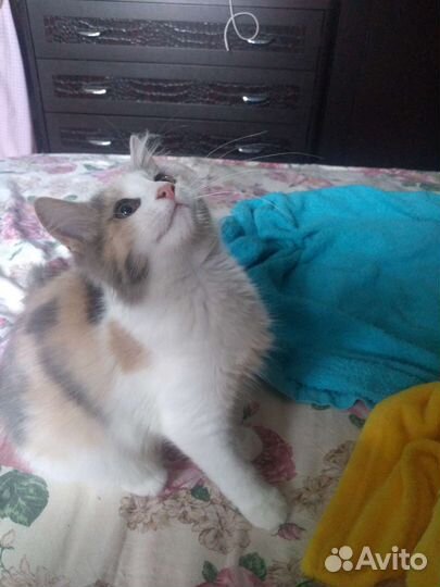 Кошечка в добрые руки