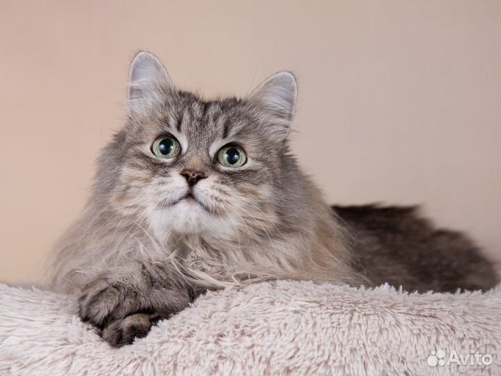 Пушистая кошка Мася в самые добрые руки