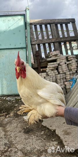 Карликовые кохинхины