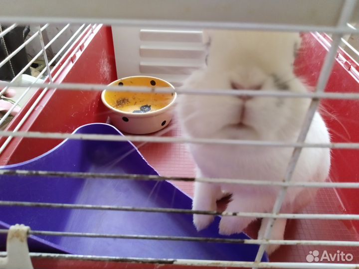 Продам кролика с клеткой по имени Зурочка