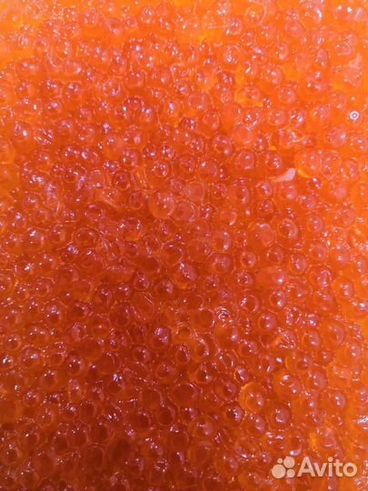 Икра горбуши, Камчатка, Икра