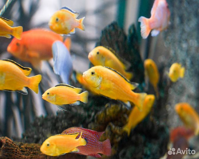 Цихлиды желтые