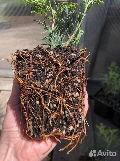 Туя смарагд саженец Р9 10 шт