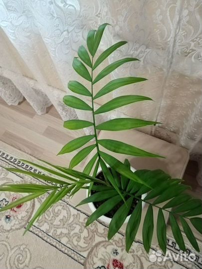 Хамедорея,антуриум, кротон