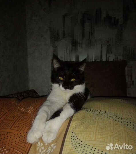 Отдам кошечку в добрые руки. Как можно быстрее