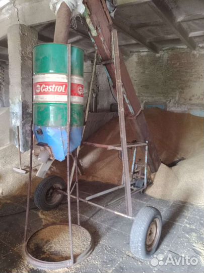 Зерно пшеница