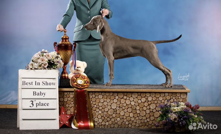 Профессиональный хендлер, грумер