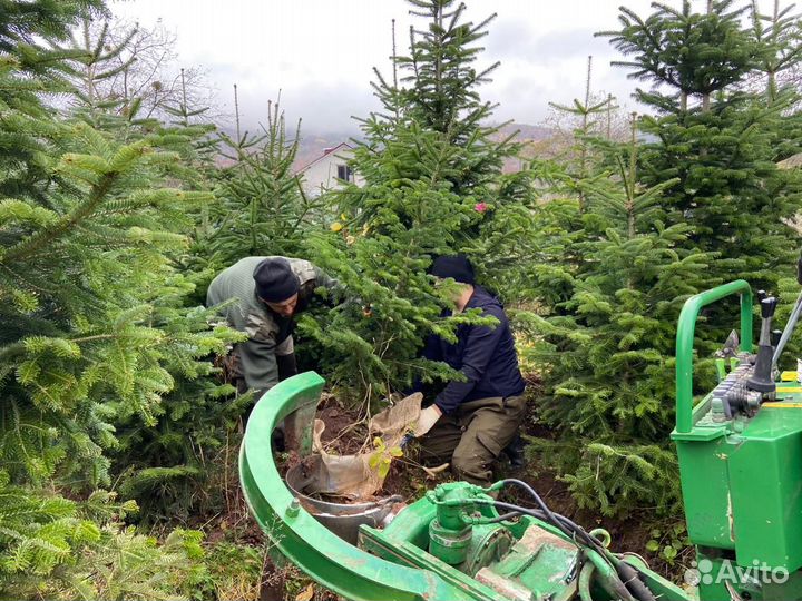 Пихта кавказская